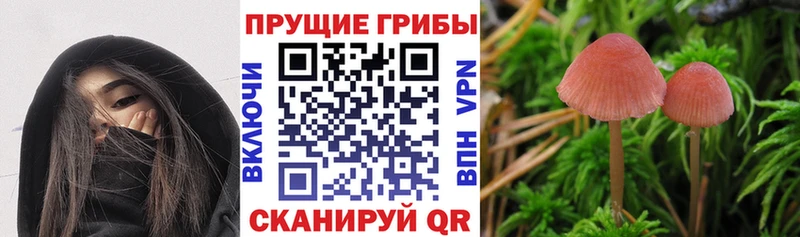 Купить  Курчатов  Псилоцибиновые грибы Magic Shrooms 